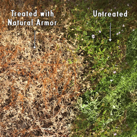 Natural Armor All-Natural Weed Killer - CASE OF 4 GALLON REFILLS