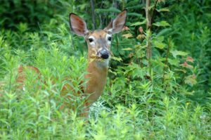 ENEMIES OF THE GARDEN: Deer & Rabbits and The Plants They Enjoy The Most