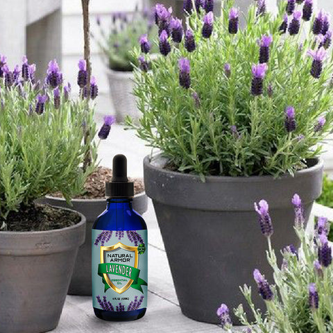 Lavender Essential Oil Organic — The Ingredients Store