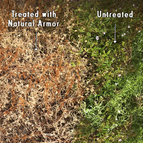 Natural Armor All-Natural Weed Killer - 2.5 GALLONS (320 Ounces)